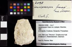 Foto (Objket + Etiketten) von Laeviprosopon fraasi nov. subspec. (Moericke, 1889) 